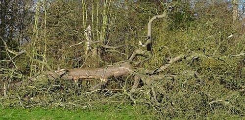 Fallen tree on Pipe Green