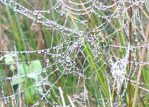 Dew on a spiders web