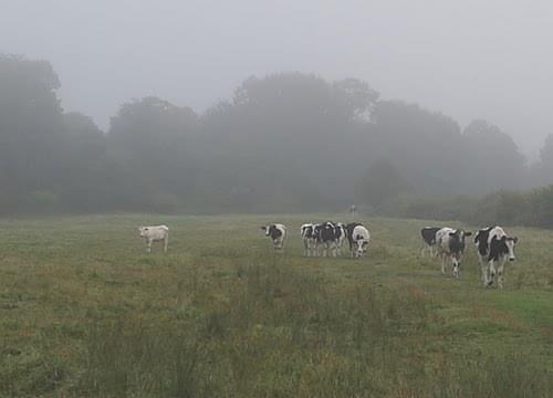 August cattle