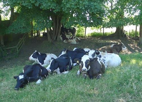 cattle relaxing