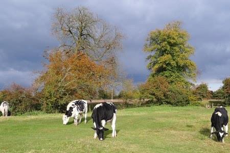 cows grazing