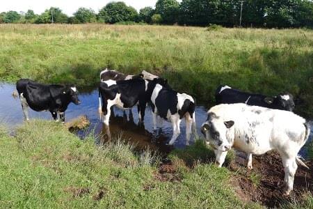 Cows in Leomansley brook