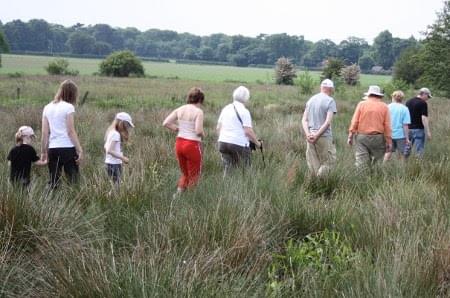 walking in reeds