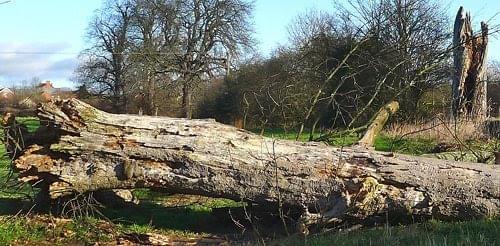 hFallen tree on path from football fields