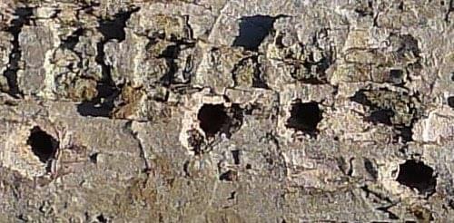 Woodpecker probing bark for insects