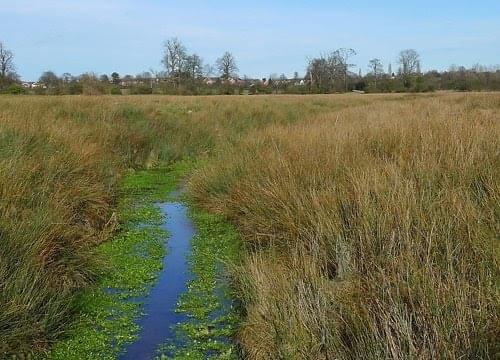 Stream with watercress starting to grow