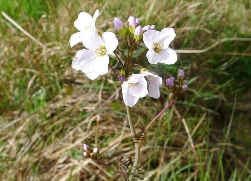 Cuckoo flower