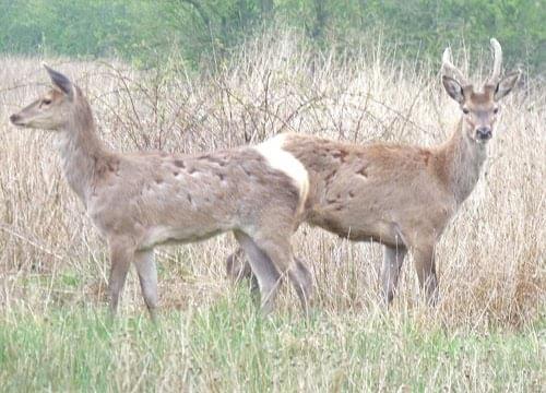 Red Deer