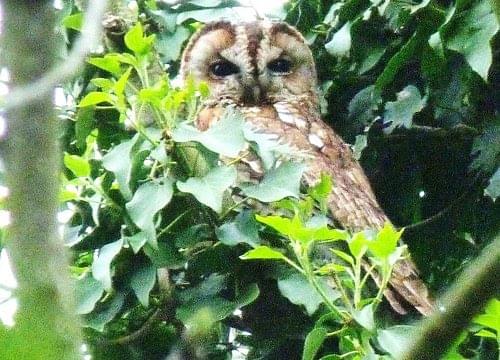 Tawny owl