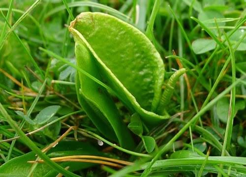 Adder's tongue fern