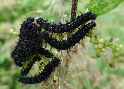 Caterpillers of the Peacock butterfly