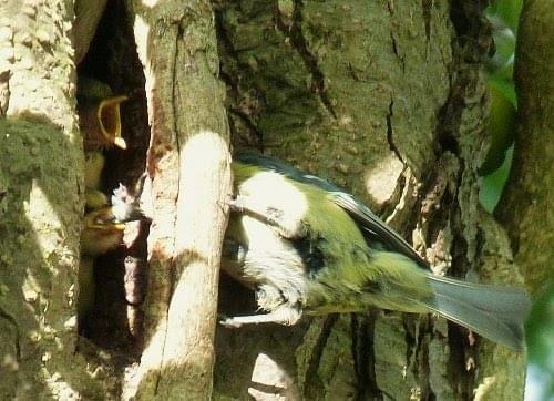 Blue tit feeding young