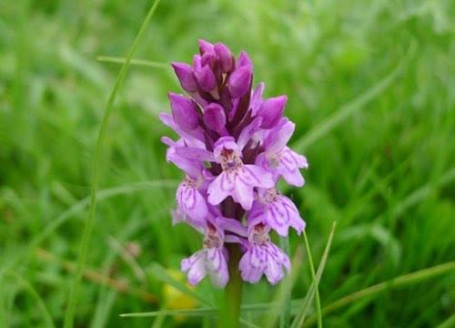 Common spotted orchid