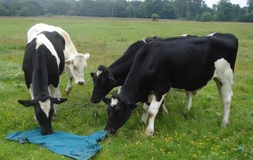 Cows inpecting waterproof jacket