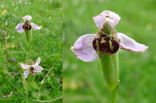 Bee Orchid