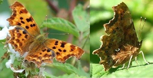 Comma Butterfly