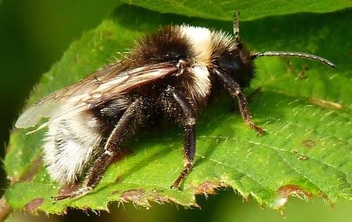 Gypsy Cuckoo Bumblebee