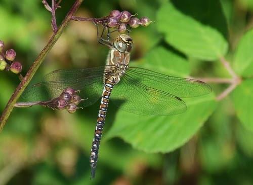 Migrant Hawker Dragonfly