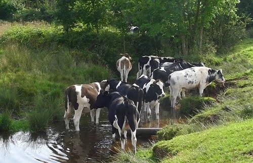 Cows drinking from Leomansley brook