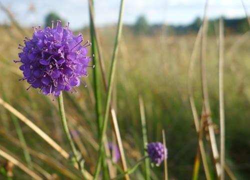 Devils bit scabious