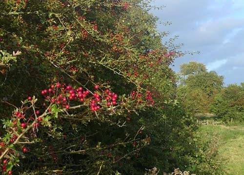 Hawthorn berries