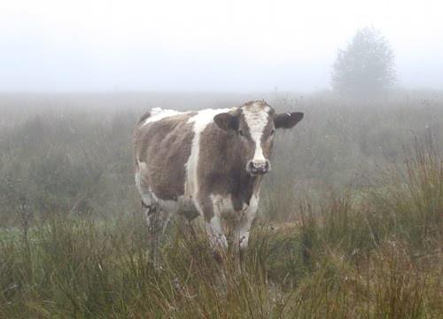 Bullock grazing in the mist