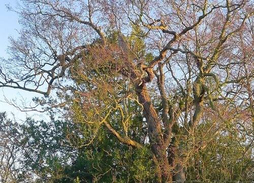 Alder tree