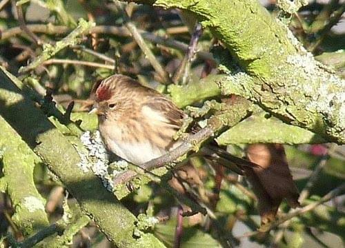 Redpoll