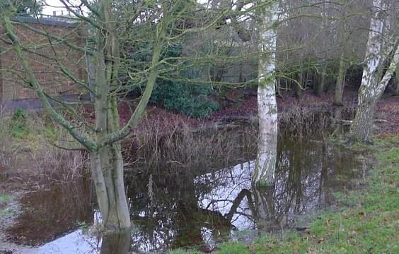 Standing water by Leomansley house