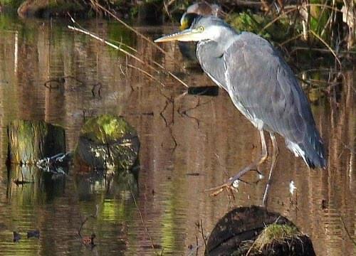 heron