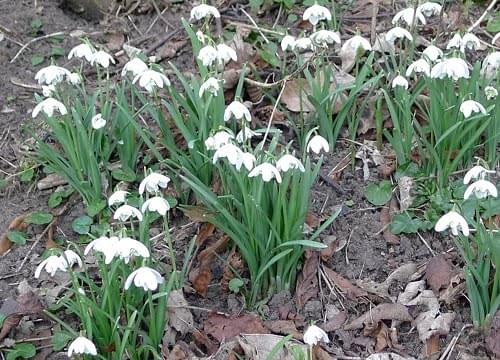 snowdrop