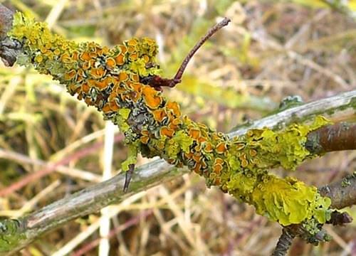 lichen