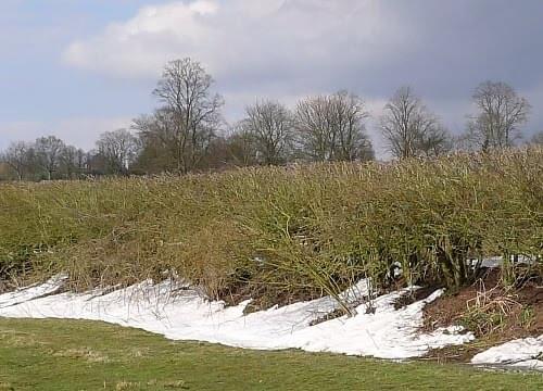 Pipe Green covered by snow