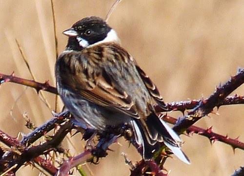 reed bunting