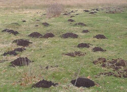 mole hills