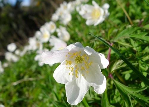 Flower of wood anemone