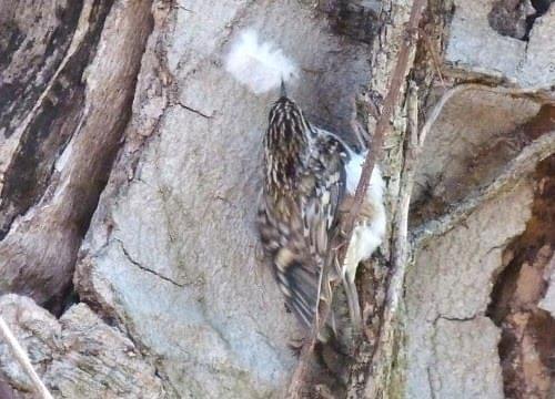 Tree creeper