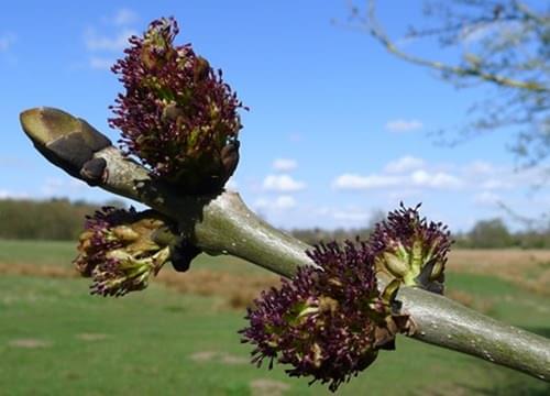 Ash tree female flower