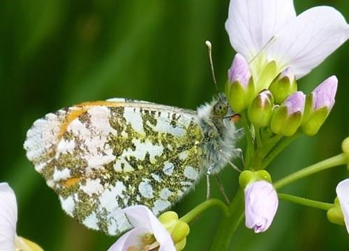 Orange tip butterfly