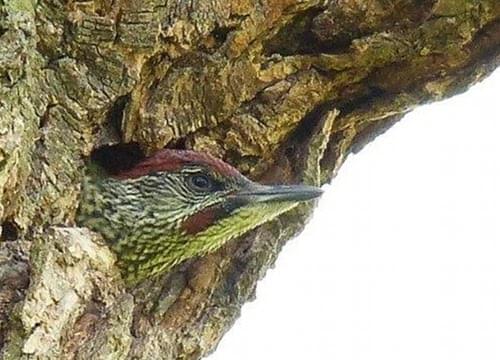 Green woodpecker