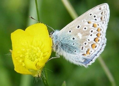 Common blue butterfly