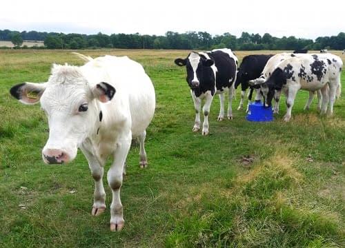 cattle (Mr. White) on Pipe Green