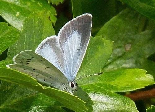 holly blue butterfly