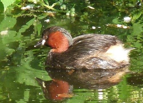 little grebe