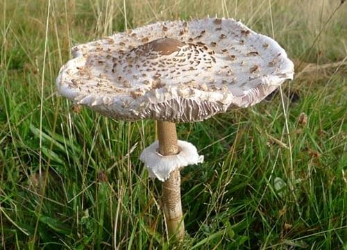 Parasol mushroom