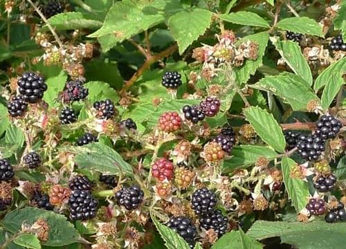 Blackberries