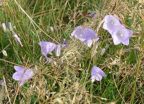 Harebell