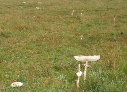 parasol mushroom