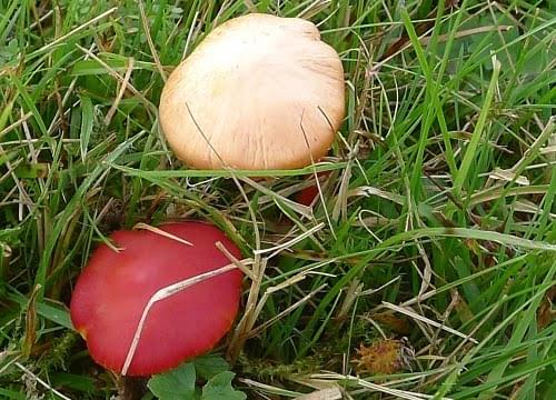 crimson waxcap