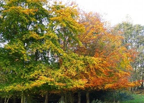 beech trees